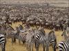 Africa Nature Animals (32)